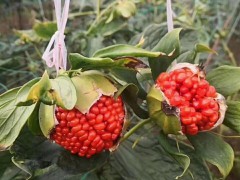 重樓苗 云南昆明市石林重樓苗（獨(dú)角蓮）2元/株圖1
