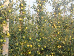 有50萬(wàn)株青花椒袋苗**70萬(wàn)株紅花椒袋苗圖2