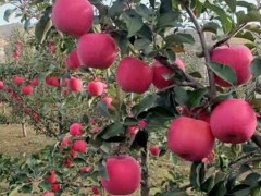 有50萬(wàn)株青花椒袋苗**70萬(wàn)株紅花椒袋苗圖3