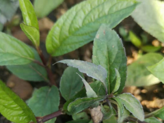需要組培瓶苗 煉化苗出售 種植要趕早圖1