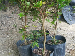麗江（云南）種植嘉寶果樹  麗江有人種嘉寶果嗎？圖2