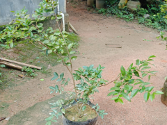 麗江（云南）種植嘉寶果樹  麗江有人種嘉寶果嗎？圖3