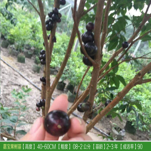 嘉寶果7年苗 嘉寶果種苗哪里有？嘉寶果苗6年多少錢(qián)？