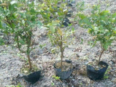 嘉寶果7年苗 嘉寶果種苗哪里有？嘉寶果苗6年多少錢？圖2