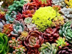 云南千佛手 長生草 排名 蘆薈 對照表批發(fā)點圖2