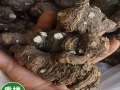 重樓_昆明金線重樓、燈臺(tái)七種植銷售圖3