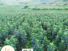 附子種球_附子種植銷售_附子供應(yīng)商圖1