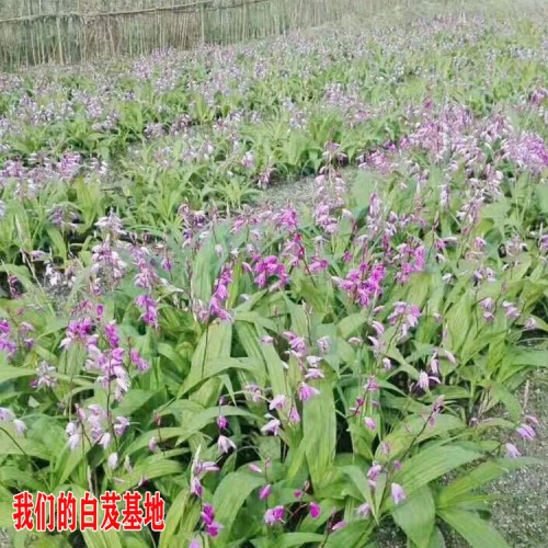 金鐵鎖種子除草劑_金鐵鎖種子銷售（基地專用除草劑）