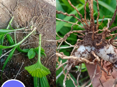 免費(fèi)提供白芨小苗培育種植技術(shù)|貨真價(jià)實(shí)的昆明紫花大白芨圖2