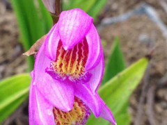 昆明20公分白芨小苗銷售報價%昆明紫花三叉白芨市場圖1