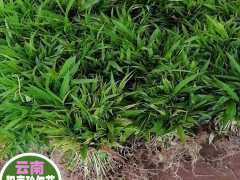 砂仁中藥材小苗&景谷砂仁幼苗供應(yīng)信息_砂仁種苗示范社圖1