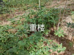 重樓苗圖1