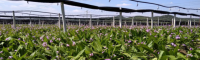 云南小白芨多少錢一斤？2021年種植前景如何？