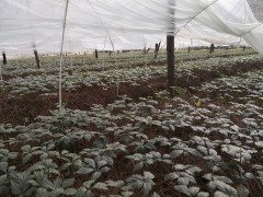 林下三七的優(yōu)質豐產栽培技術 滇重樓、滇黃精、白芨、食用菌圖2