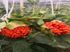 滇重樓種植技術(shù) 滇黃精、白芨、食用菌圖2