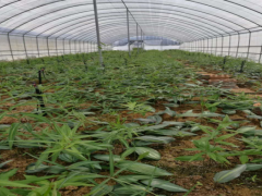 滇黃精種植技術(shù)圖1
