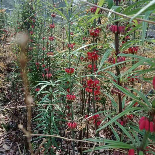 安徽省宣城市寧國(guó)市黃精  供應(yīng)云南滇黃精種苗