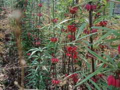 供應(yīng)云南滇黃精種苗 云南省紅河州開遠(yuǎn)市黃精價(jià)格圖2