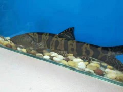云南生態(tài)魚(yú)急售信息_低價(jià)生態(tài)魚(yú)批發(fā)廠家圖2