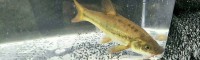 現(xiàn)在青魚(yú)苗價(jià)格是多少錢(qián)？一年能長(zhǎng)多大？吃什么食物？