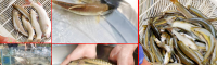 羅非魚(yú)苗價(jià)格多少錢(qián)？一畝投放多少條？如何養(yǎng)殖？