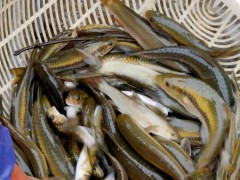 過(guò)年了,鯉魚基地告訴你哪種鯉魚好圖3