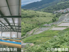 金線鲃土著魚是什么?_圖1
