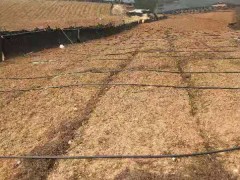 云南省昆明祿勸土地出租  云南省昆明市?？阪?zhèn)種植土地出租圖2