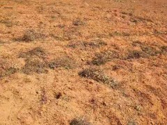 云南省昆明祿勸土地出租  云南省昆明市?？阪?zhèn)種植土地出租圖3