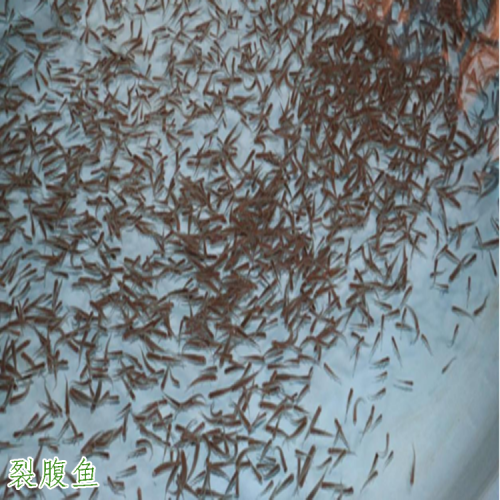 裂腹魚 云南會(huì)澤裂腹魚批發(fā)銷售  裂腹魚水產(chǎn)養(yǎng)殖公司基地