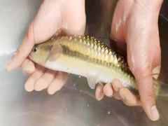 軟鰭新光唇魚苗 云南軟鰭新光唇魚苗銷售價(jià)格 會(huì)澤滇澤水產(chǎn)圖1