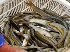 軟鰭新光唇魚苗 云南軟鰭新光唇魚苗銷售價(jià)格 會(huì)澤滇澤水產(chǎn)圖2