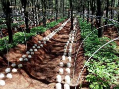 羊肚菌(云南羊肚菌種植基地)圖1