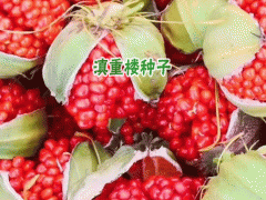 大理重樓種子圖片及銷(xiāo)售點(diǎn)_圖1