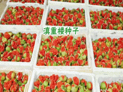 大理重樓種子圖片及銷(xiāo)售點(diǎn)_圖2