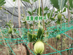 大理重樓種子圖片及銷(xiāo)售點(diǎn)_圖3
