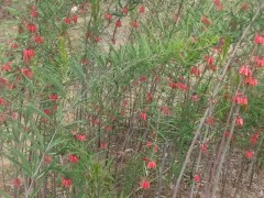 種植黃精政府有補(bǔ)助嗎圖1
