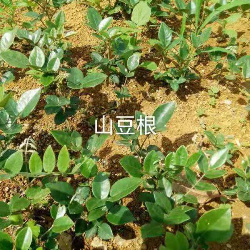 山豆根用途多，經(jīng)濟(jì)效益不錯(cuò)，這樣種植才正確