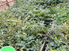 山豆根用途多，經(jīng)濟效益不錯，這樣種植才正確圖2