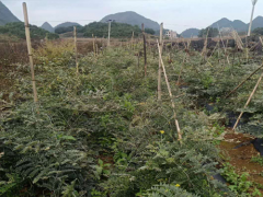 山豆根用途多，經(jīng)濟效益不錯，這樣種植才正確圖3
