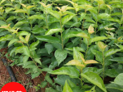 種植櫻桃如何合作管理,櫻桃種植技術(shù)圖1