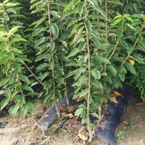 云南矮化大櫻桃樹產(chǎn)量是多少呢？昆明櫻桃樹苗是多少價(jià)格？