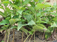 2020昆明大櫻桃價(jià)格大約多少錢一斤？附種植方法圖2