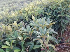 晚白柚,蜜桔苗木哪家好_蒙自市紅艷苗圃圖1