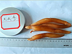 供應(yīng)天冬、天冬苗——供應(yīng)天冬批發(fā)價(jià)格，市場(chǎng)價(jià)格圖2