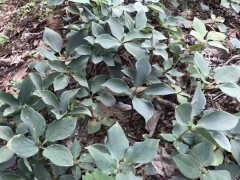 滇重樓苗多少錢一株 重樓育苗重樓栽培技術(shù) 種植重樓種苗價格圖1