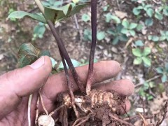 滇重樓苗多少錢一株 重樓育苗重樓栽培技術(shù) 種植重樓種苗價格圖3