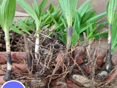 昆明白芨苗-紫花三叉白芨種苗—云南優(yōu)質(zhì)白芨苗供應圖1