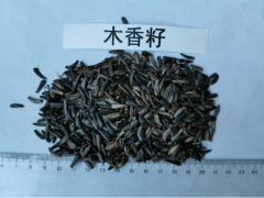 供應(yīng)大量木香，木香籽圖2