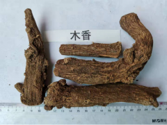 供應(yīng)大量木香，木香籽圖3